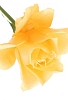 花05.jpg
