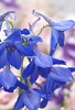花04.jpg