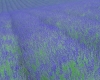 花03.jpg